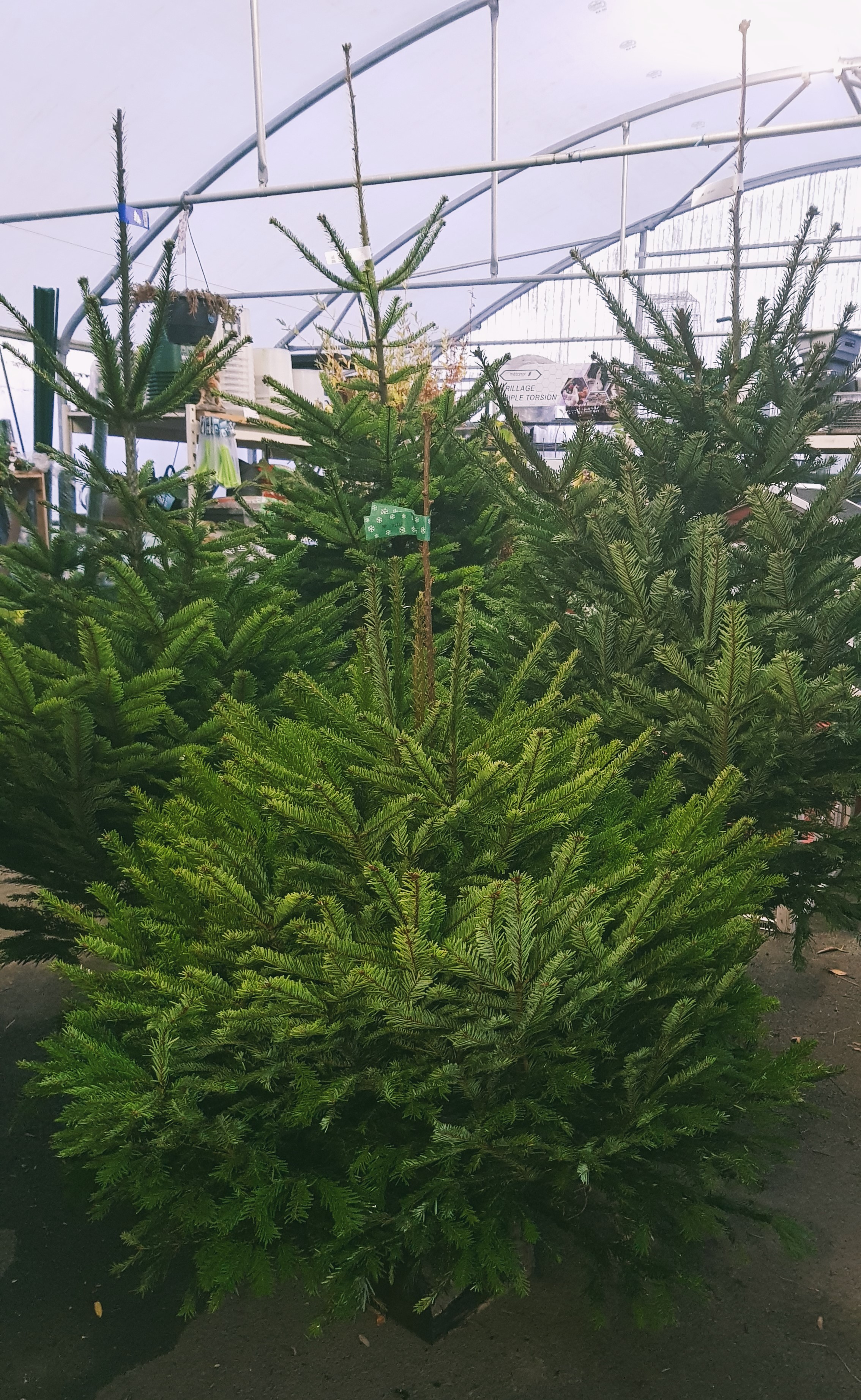 Sapins 2023